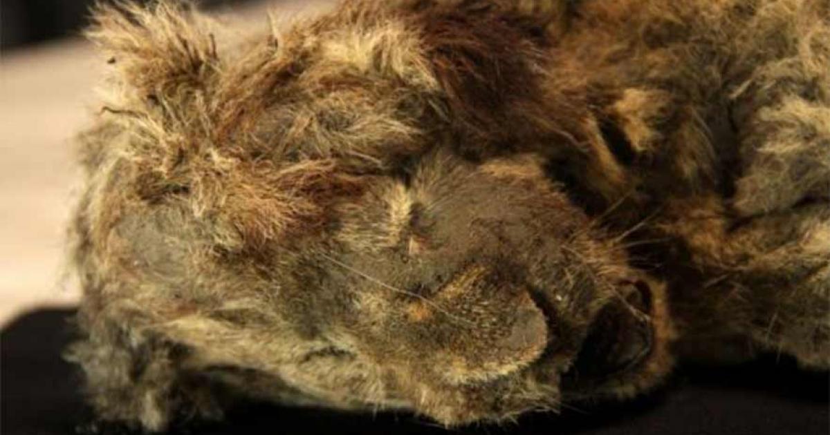 A closeup of the head of the female Siberian cave lion cub mummy now known as Sparta. (Love Dalén / Stockholm University)