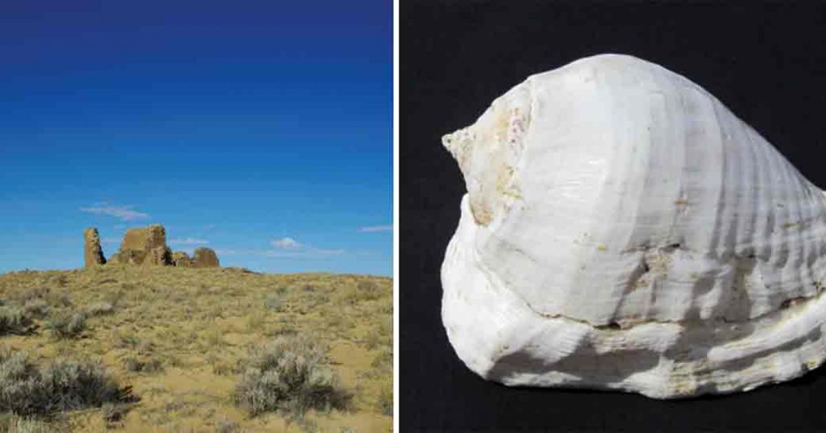 Left; Kin Klizhin is an ‘ancestral’ community consisting of a great house with tower kiva. Right; Strombus galeatus conch shell from the Sea of Cortez. Source: Van Dyke/Antiquity Publications Ltd
