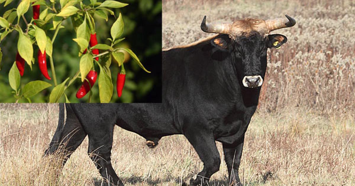 Chilli and Bull Urine for Curing - China