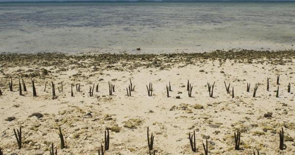 Climate Change due to Ancient Humans