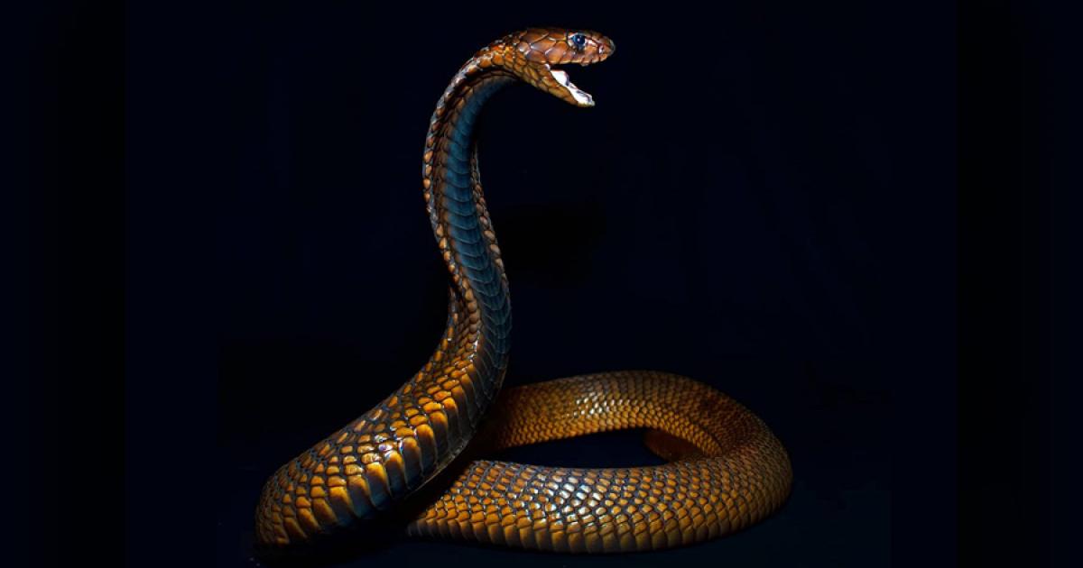 Representational image of an Egyptian Cobra.	 Source: Ghorayr / CC BY-SA 4.0