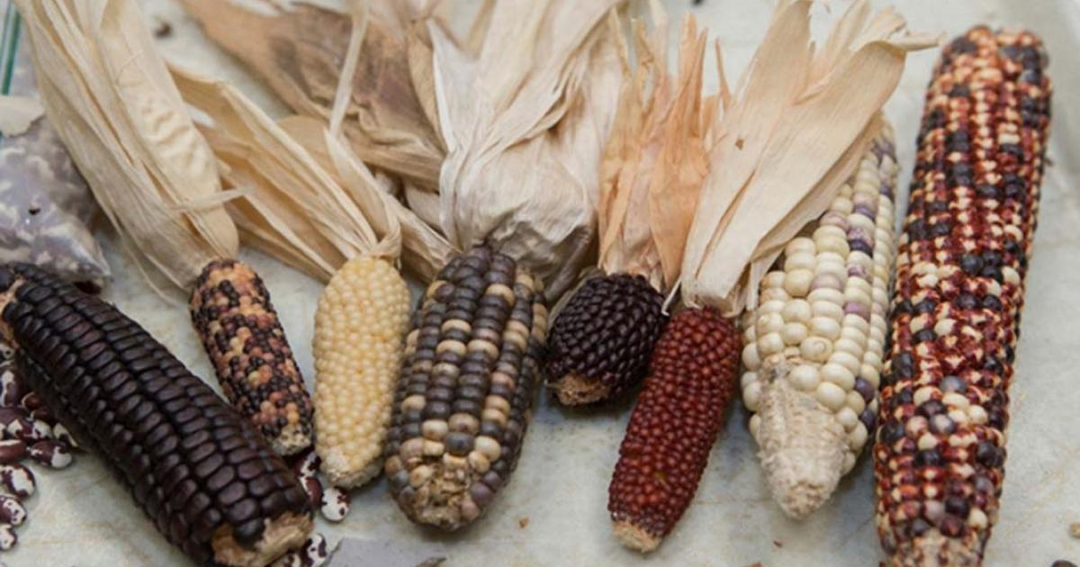 Species of corn found in the American Southwest.