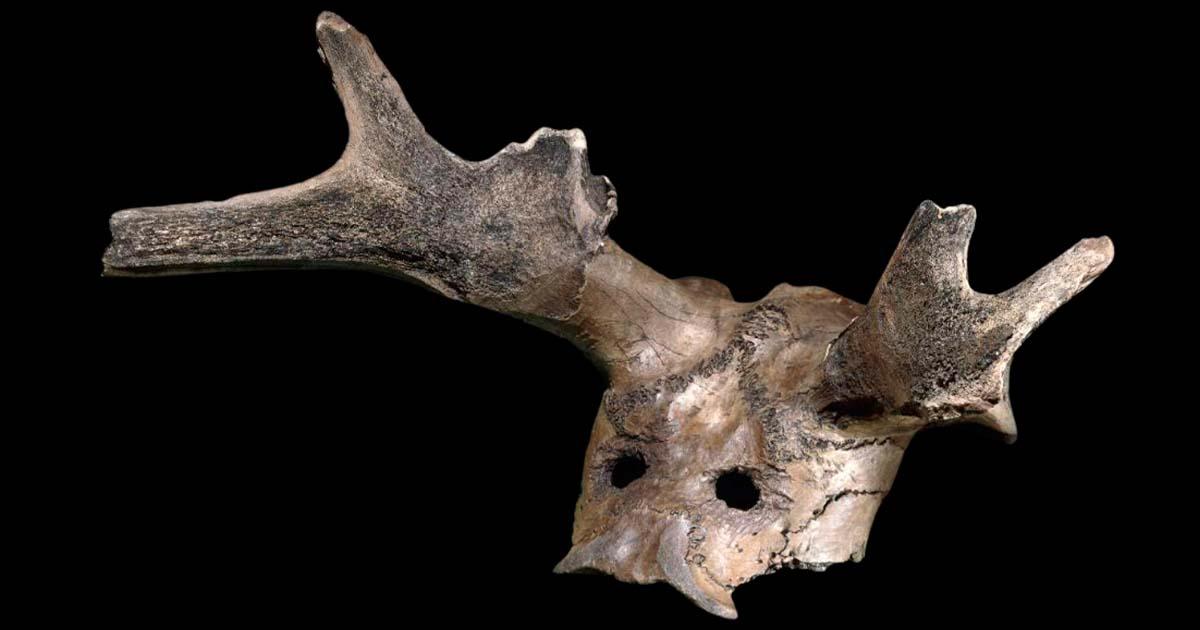 Star Carr deer bone mask (Trustees of the British Museum / CC by SA 4.0)