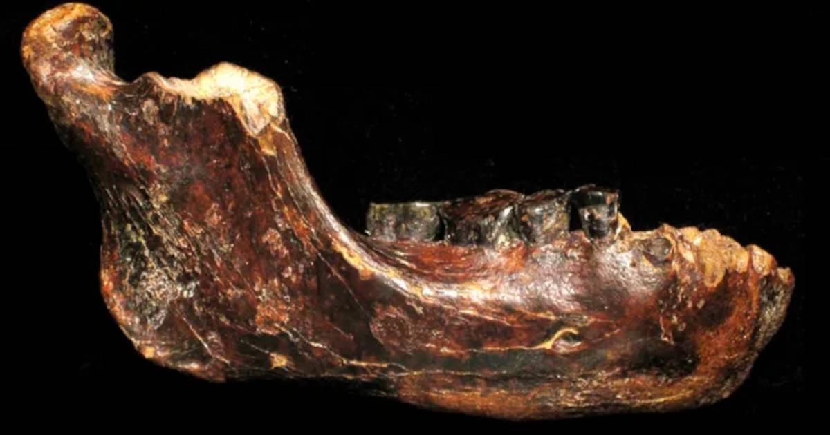 The fossilized jawbone found off the west coast of Taiwan, now identified as Denisovan.