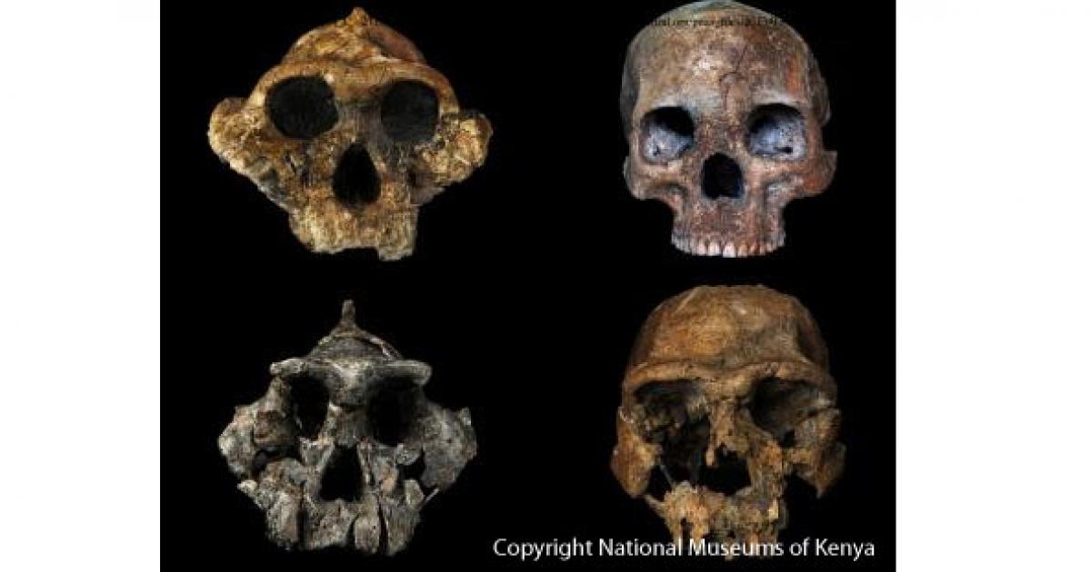 Diet responsible for human evolution