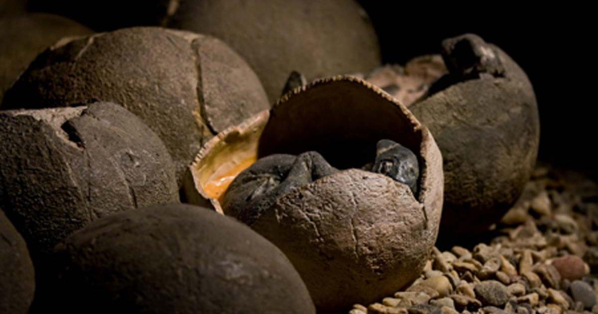 Representational image of dinosaur eggs. Credit: KtD / Adobe Stock