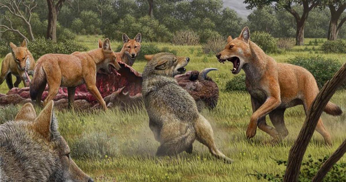 Somewhere in Southwestern North America during the late Pleistocene, a pack of dire wolves (Canis dirus) are feeding on their bison kill, while a pair of gray wolves (Canis lupus) approach in the hopes of scavenging. One of the dire wolves rushes in to confront the gray wolves, and their confrontation allows a comparison of the bigger, larger-headed and reddish-brown dire wolf with its smaller, gray relative. Source: Mauricio Antón/ Nature