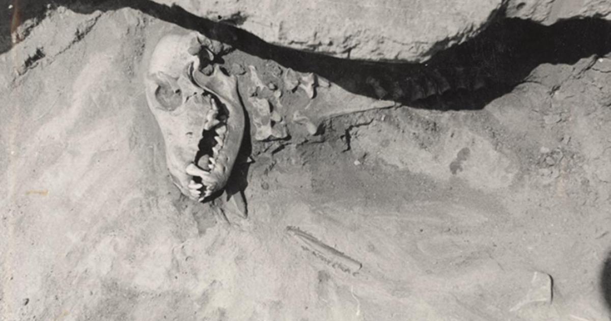 Dog burial in Siberia. Stone and bone implements are present near and under the cranium, and a round pebble is visible within the mouth. 