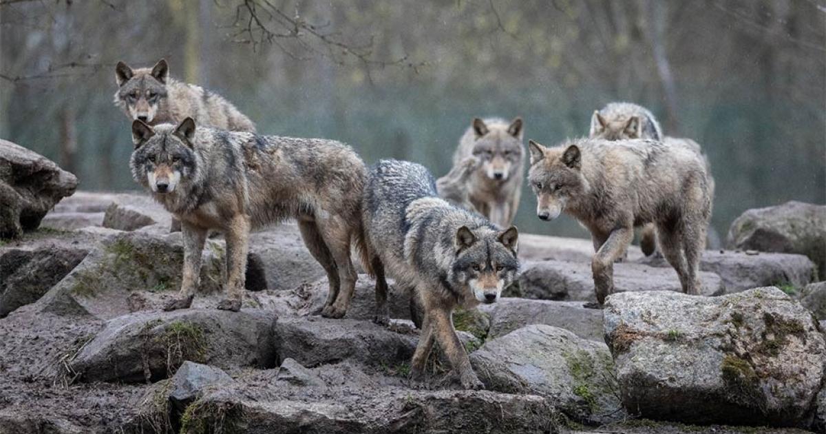 New Theory Links Dog Domestication And Excess Protein