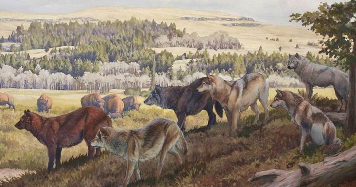 Indigenous dogs of America. Source: dinopedia