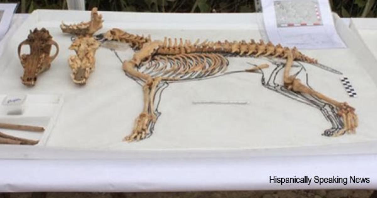 Dog Skeleton
