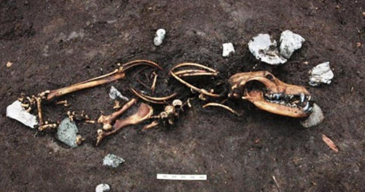 One of the eight dog skeletons were found next to three tethering stakes.