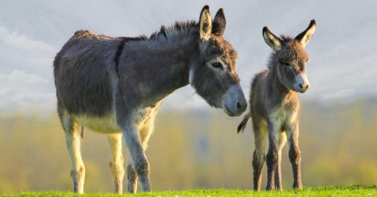 Mother and baby donkey. Credit: Geza Farkas / Adobe Stock