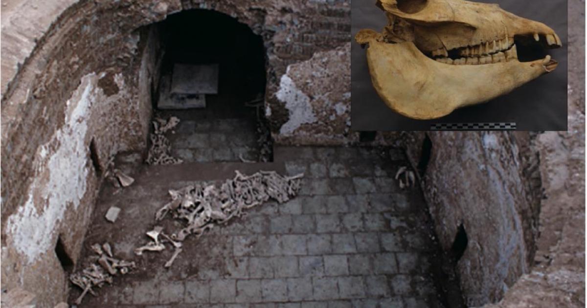 Main: Cui Shi’s tomb with animal bones revealing evidence of the ancient Chinese nobles playing donkey polo. Inset: A skull of one of Cui Shi’s donkeys.           Source: J. Yang &  S. Hu / Antiquity Publications Ltd