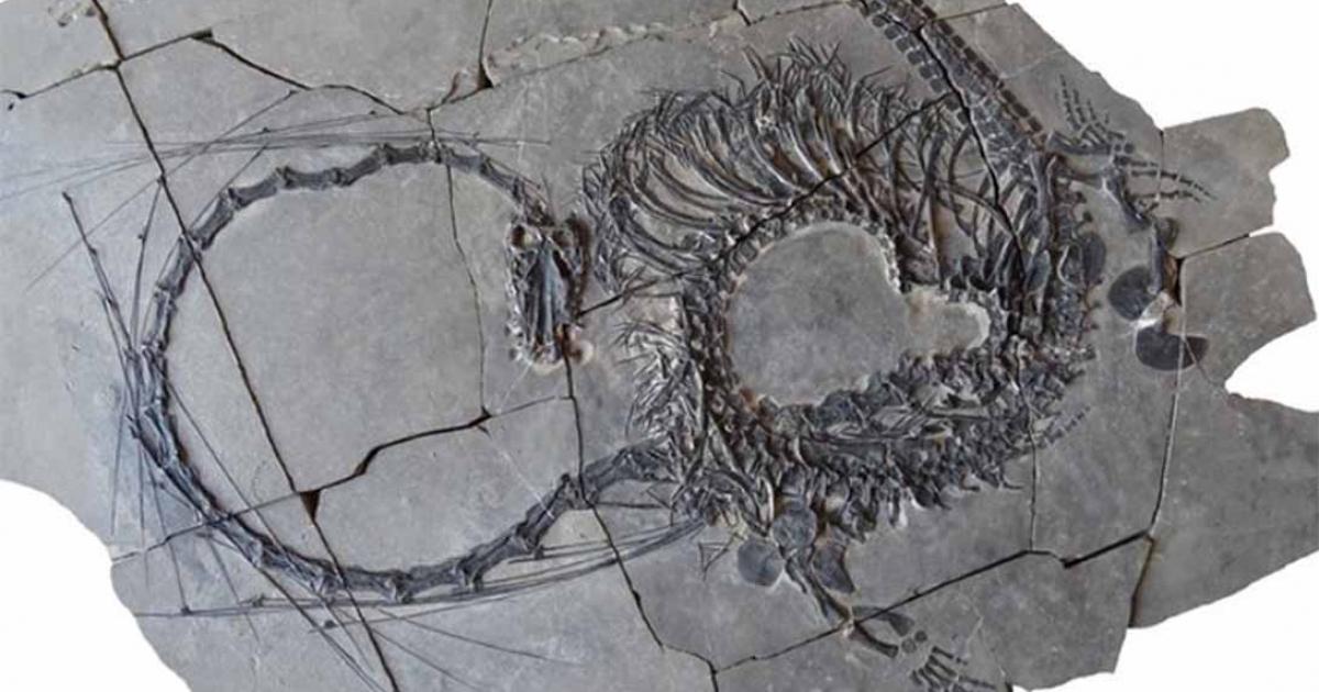 Dinocephalosaurus fossil which is reminiscent of the mythical Chinese dragon.            Source: Nicholas C. Fraser/Naturkundemuseum