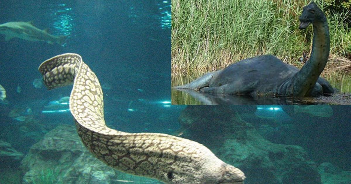 A European eel with some fish in an aquarium; most European eels grow to 23 to 31 inches (60 to 80 centimeters).