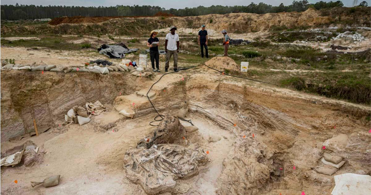 Researchers and volunteers with the Florida Museum of Natural History have discovered the ancient remains of several gomphotheres (elephant ancestors) at a fossil site in North Florida. Source: Kristen Grace/Florida Museum