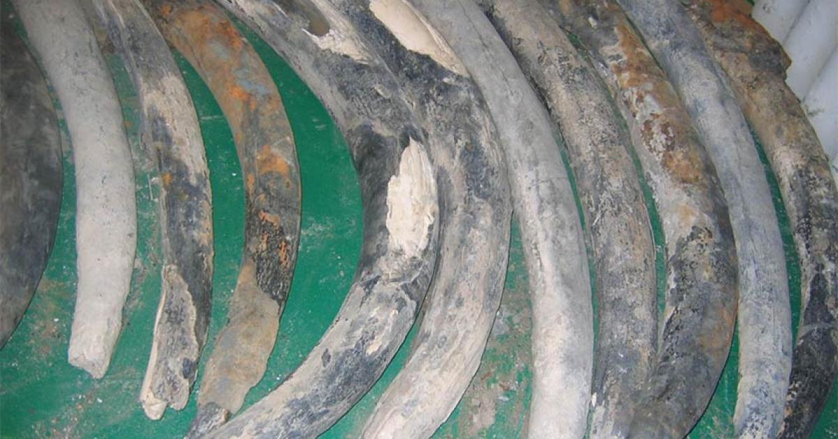 Landmark Study Reveals Elephant Tusk Origins Of 16th Century Shipwreck 