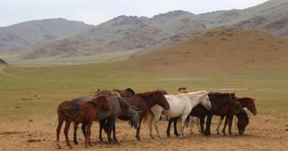 Horses congregate near a deer stone site in Bayankhongor, in central Mongolia's Khangai mountains. 
