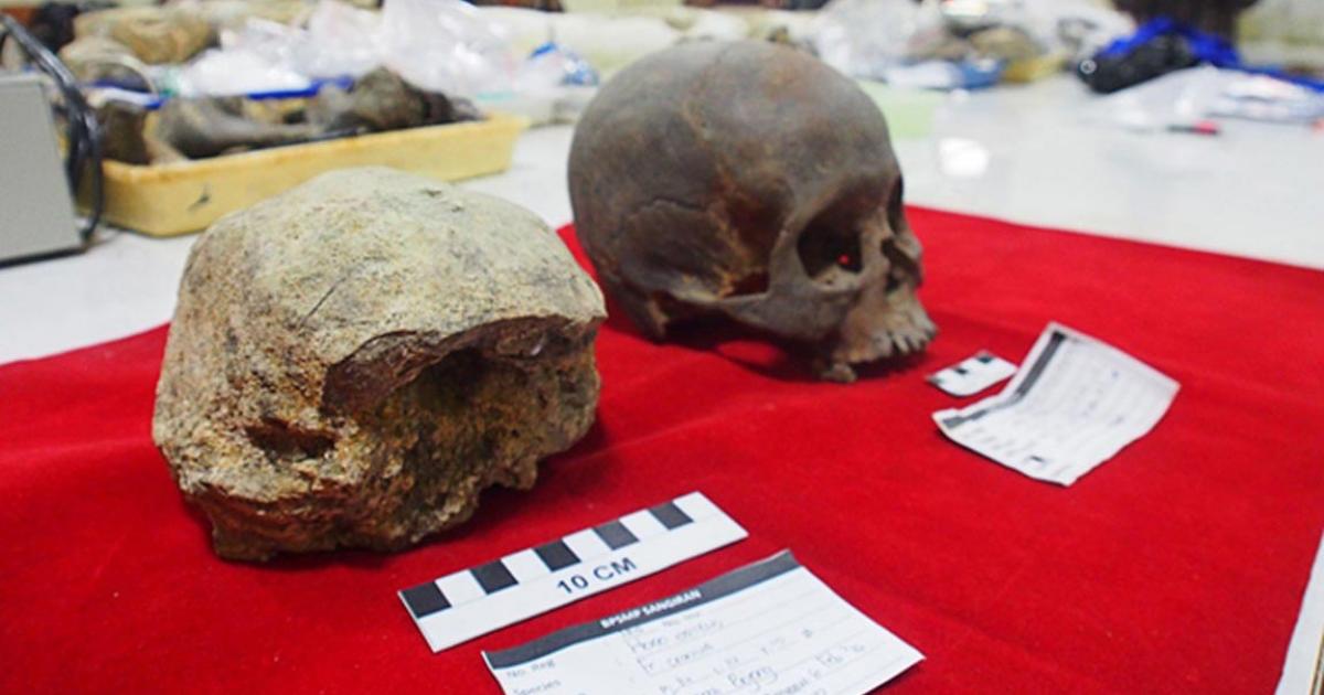 Homo erectus Skull Discovered in Central Java Provides More Evidence for Ancient Hominids in the Area