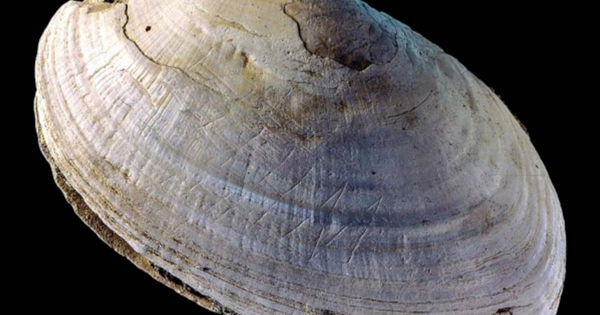 This etched shell from Java was found at the site where Homo erectus was discovered