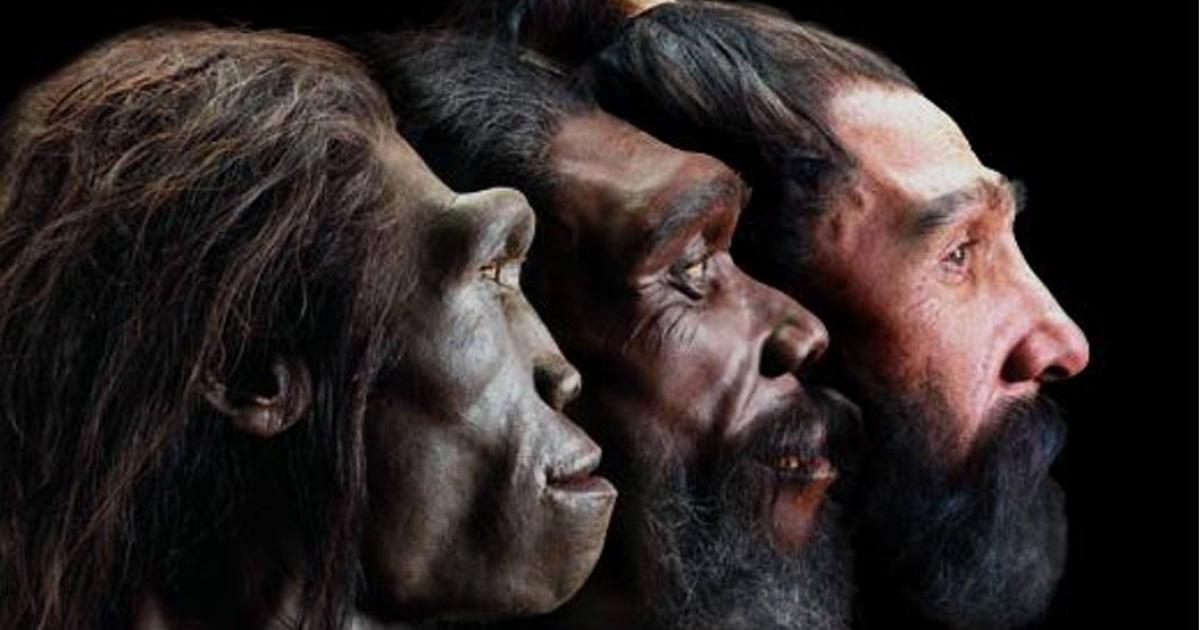 Image of reconstructed faces of three early humans in profile view. 