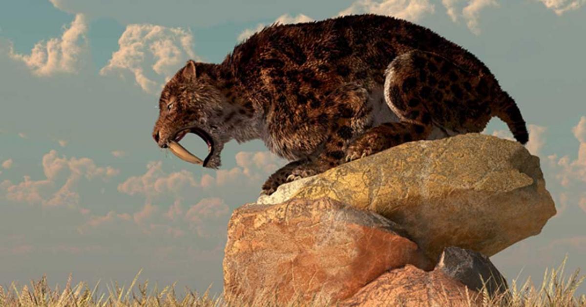 A saber-toothed cat stands atop a boulder on a grassy plain. Credit: Daniel / Adobe Stock