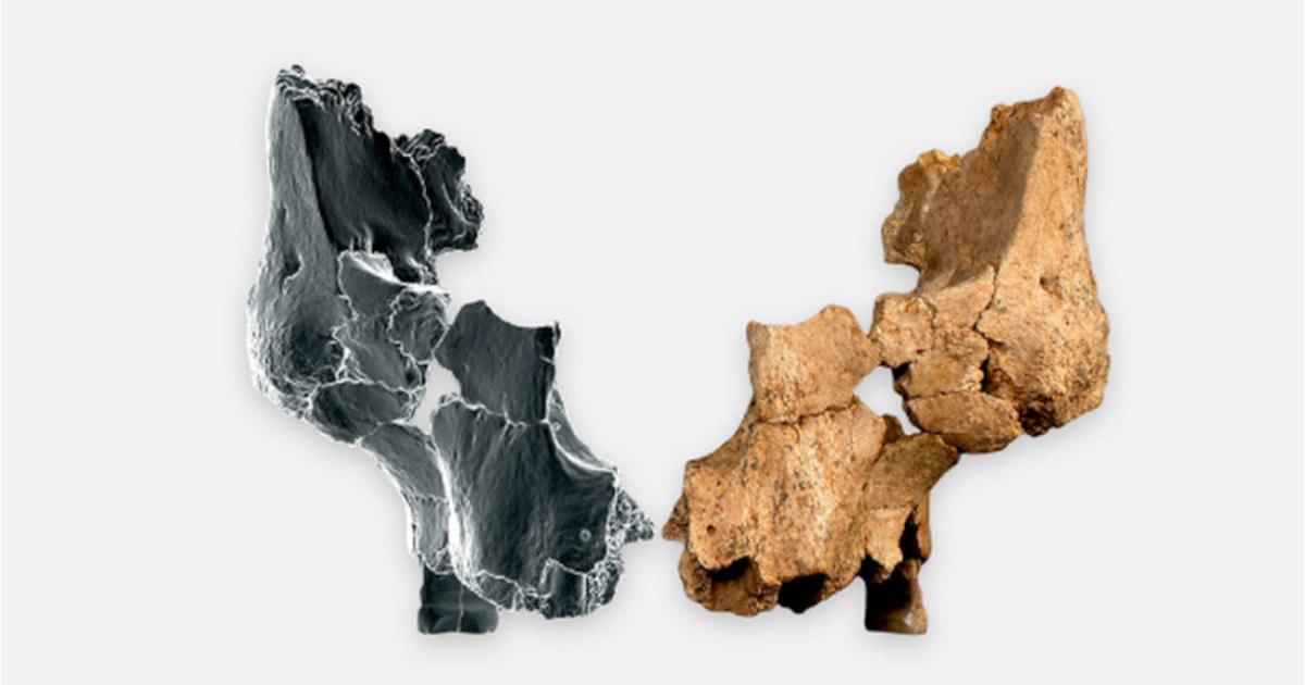 Original fossil of ancient facial bone found in Sima del Elefante cave, alongside a 3-D image. 