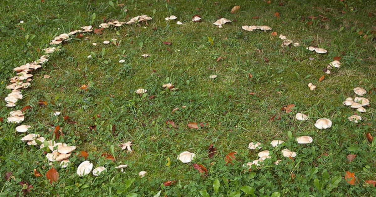 A mushroom ring creating a circle on the grass. These rings were believed to be portals to the fairy realm, and areas of danger.