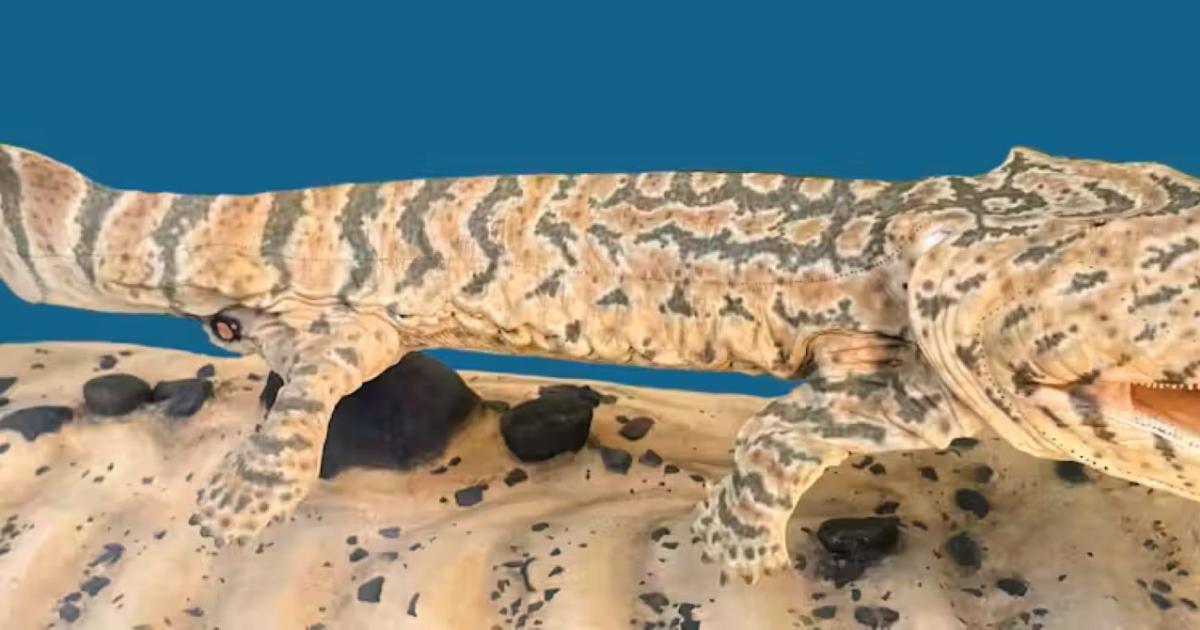 Acanthostega, an early tetrapod that lived about 365 million years ago, was a member of the ancestral stock that gave rise to amphibians and amniotes. 