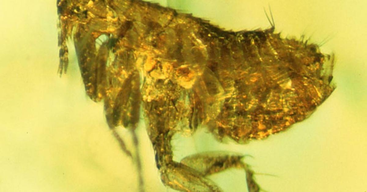 The flea caught in amber 