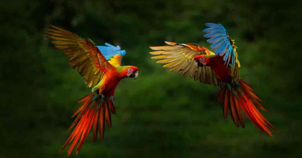 Two parrots spreading their flight feathers. Source: ondrejprosicky/Adobe Stock