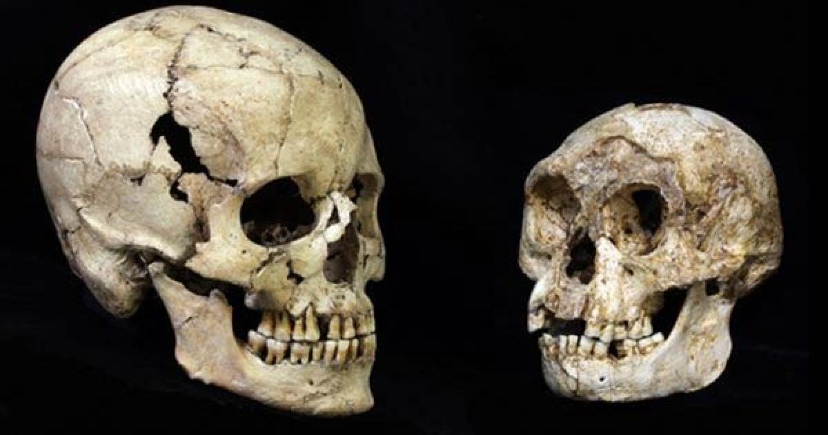 Homo floresiensis