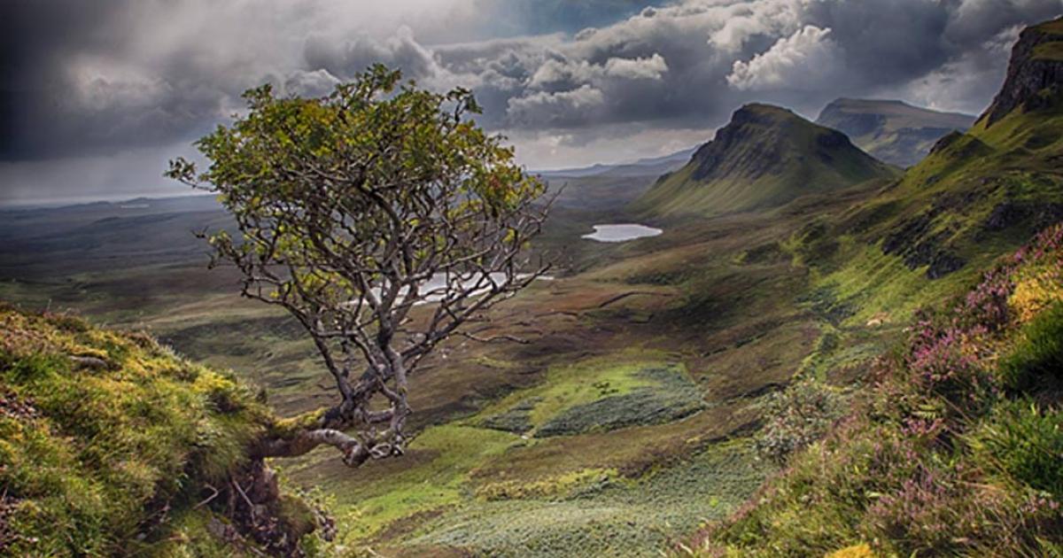 Flying Rowan Tree, Isle of Skye, Scotland