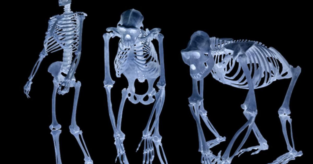 Study of Fossil Apes Sheds New Light on the Human Origins Mystery