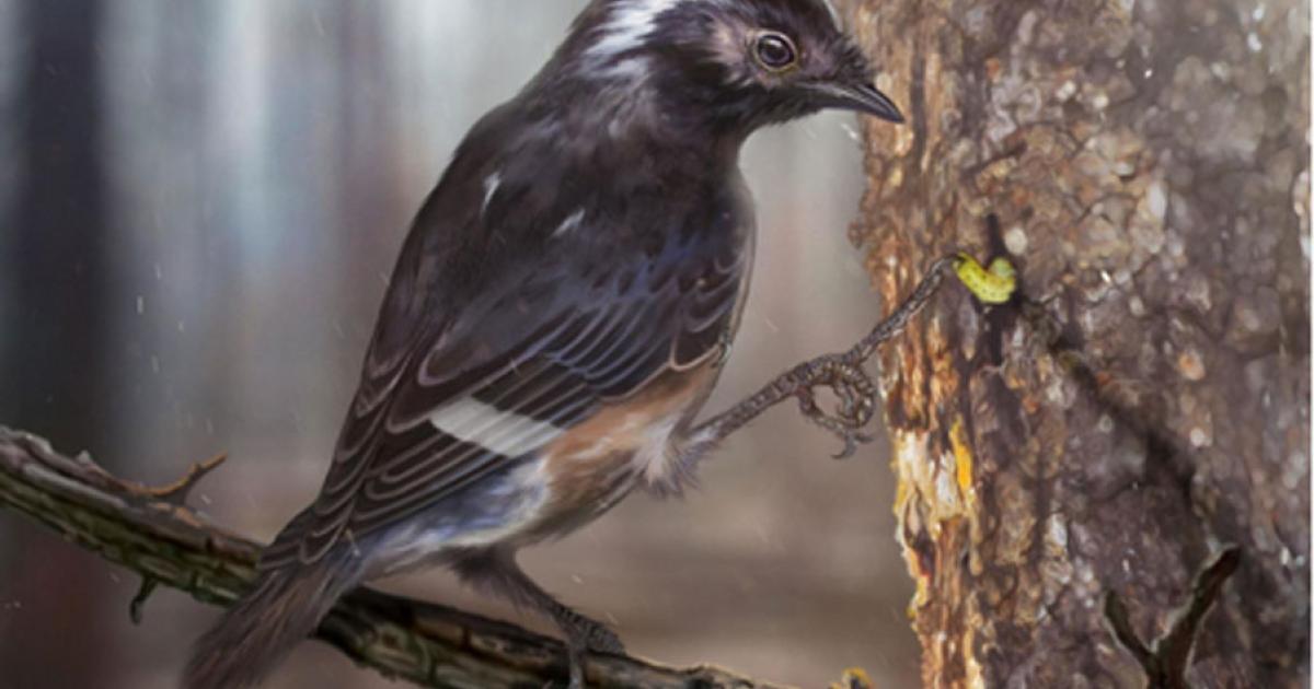 Artists impression of the bird with a third toe 41 per cent longer than the second toe. Source: Zhongda Zhang/Current Biology