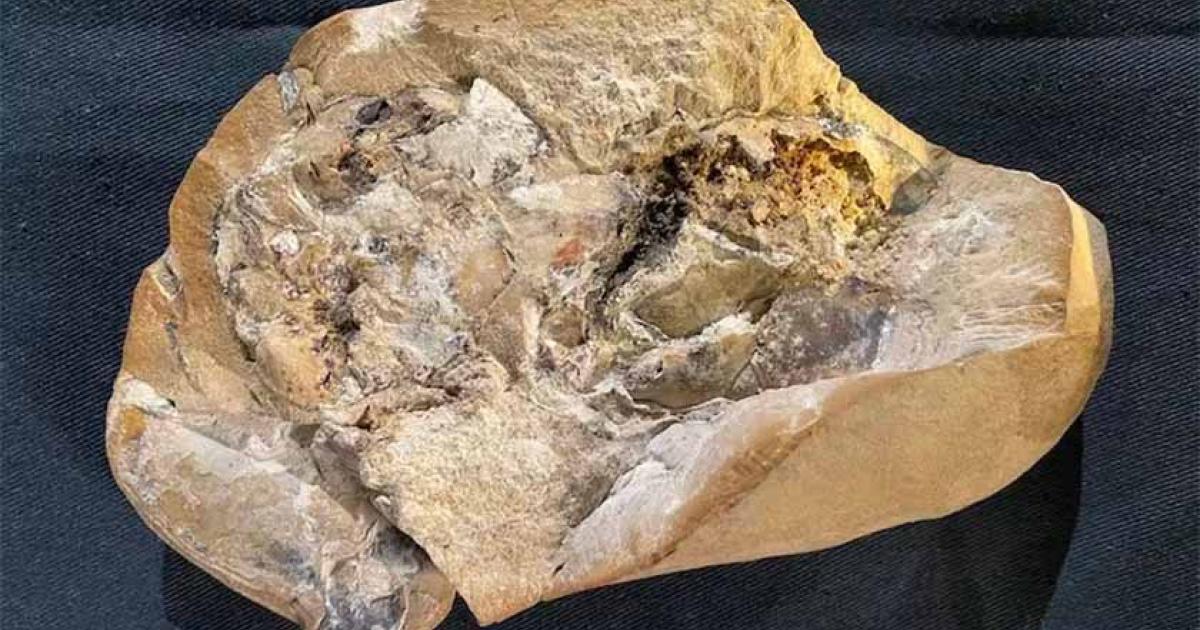 Using the latest technology, the researchers were able to examine the Gogo fish fossil (show here) and identify its 380-million-year-old, 3D preserved fossilized heart. (Yasmine Phillips, Curtin University / Western Australia Museum)