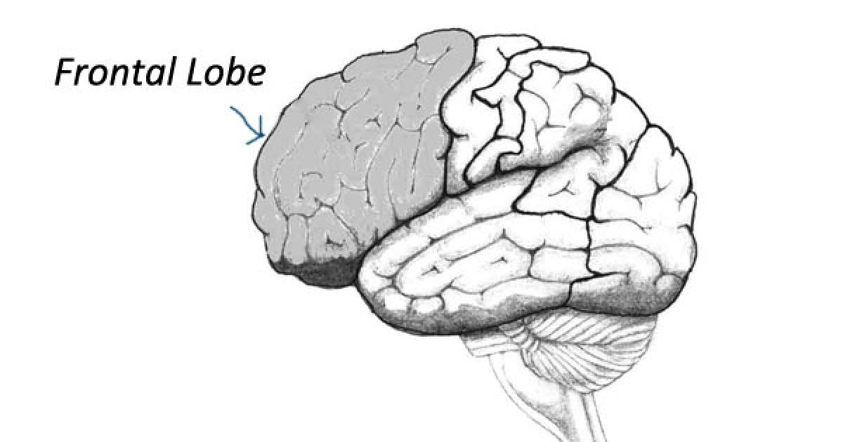 Frontal Lobe and Human Evolution