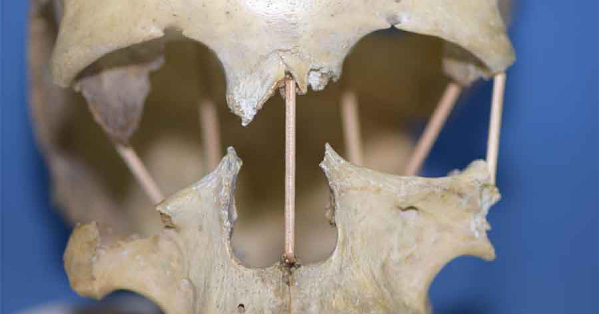 Genetic Study of Romanian Skull Upends Previous Theories of Evolution