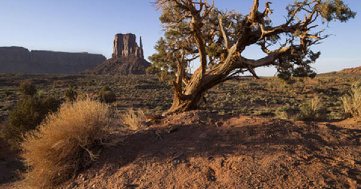 Genome of Native American Ancestry