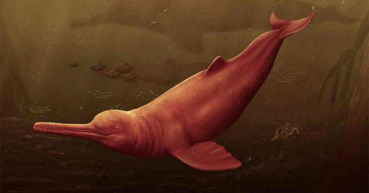 Pictorial reconstruction of Pebanista yacuruna in the murky waters of the Peruvian proto-Amazon. Source: Jaime Bran/University of Zurich