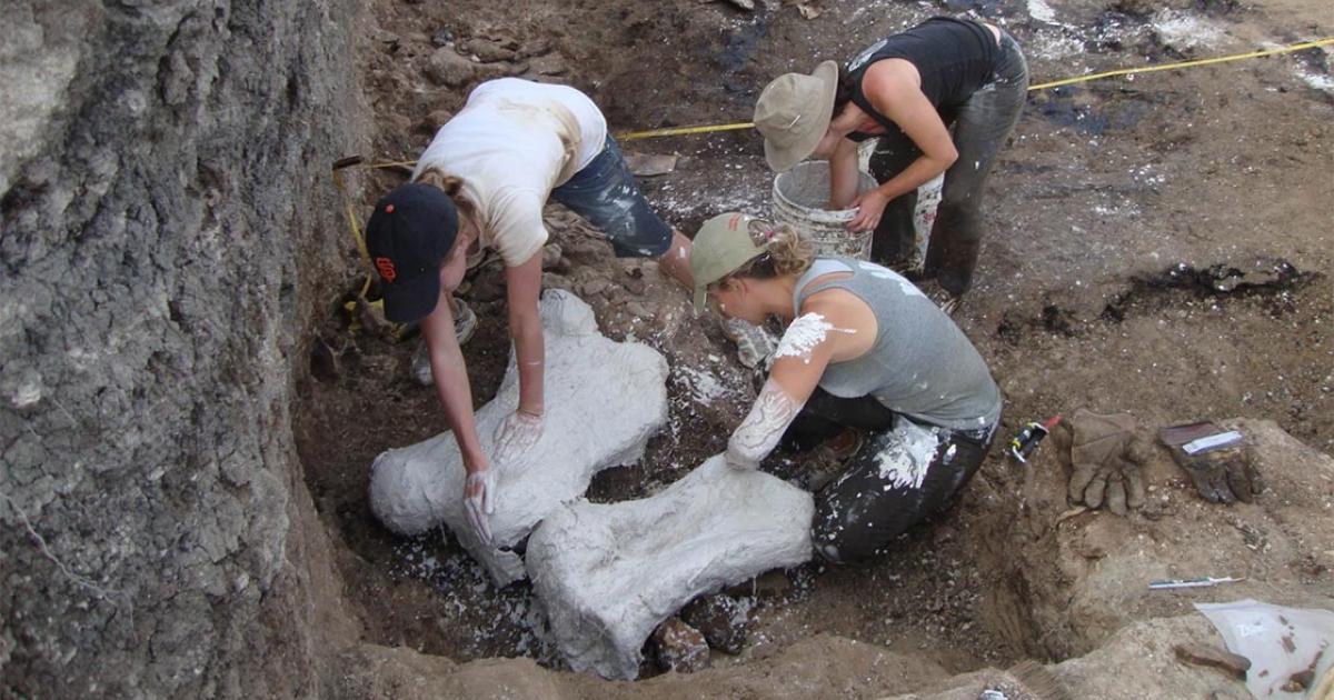 Students make protective plaster wrappings for asphalt-preserved giant sloth bones at the Tanque Loma tar pit locality in southwestern Ecuador. (Martin Tomasz / La Brea Tar Pits)