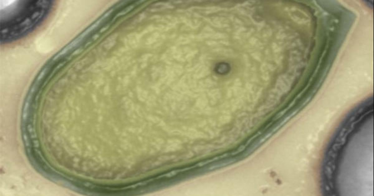 Extraterrestrial virus