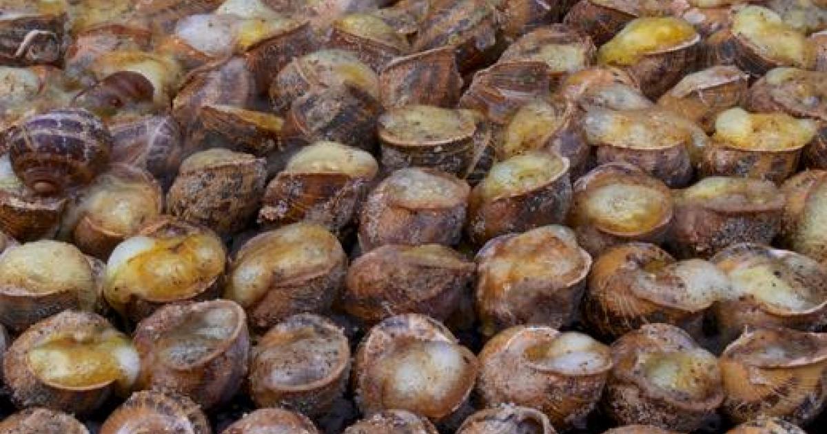 Pyrenean glass snails - human migration