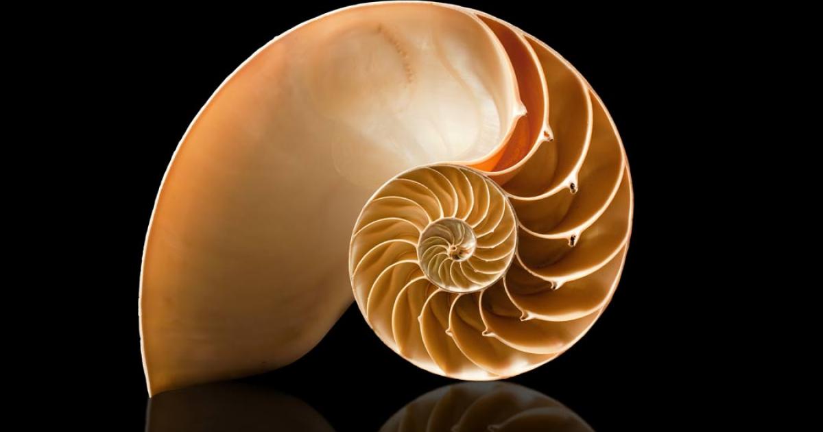 The golden ratio in a shell