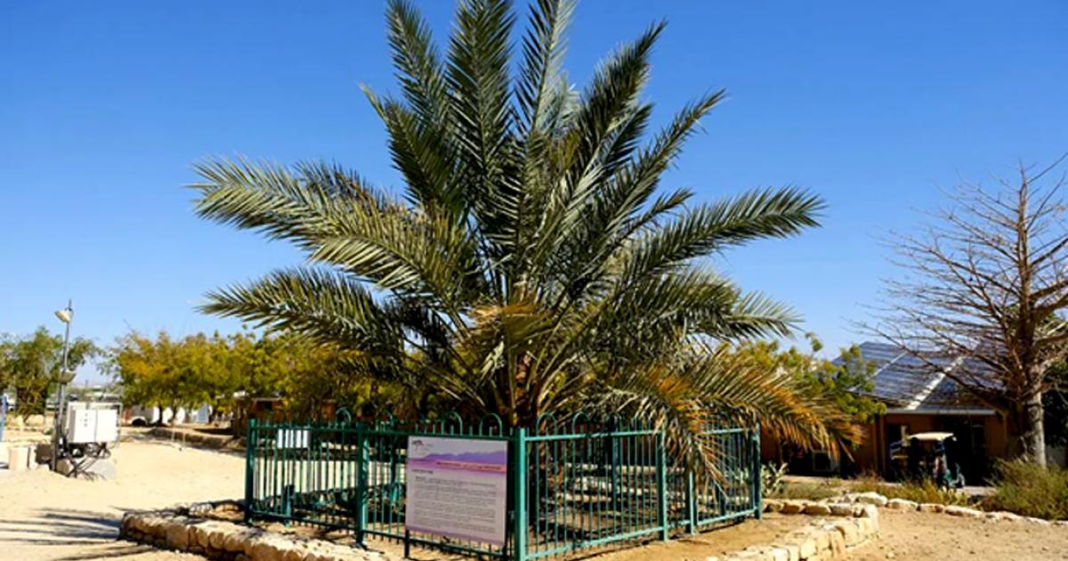 The ancient Judean date palm tree has been resurrected