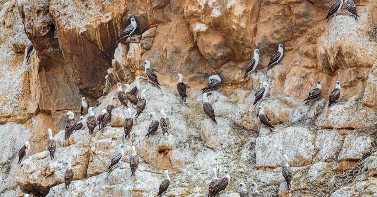 ‘White Gold’ Seabird Guano Sustained Life in Ancient Atacama