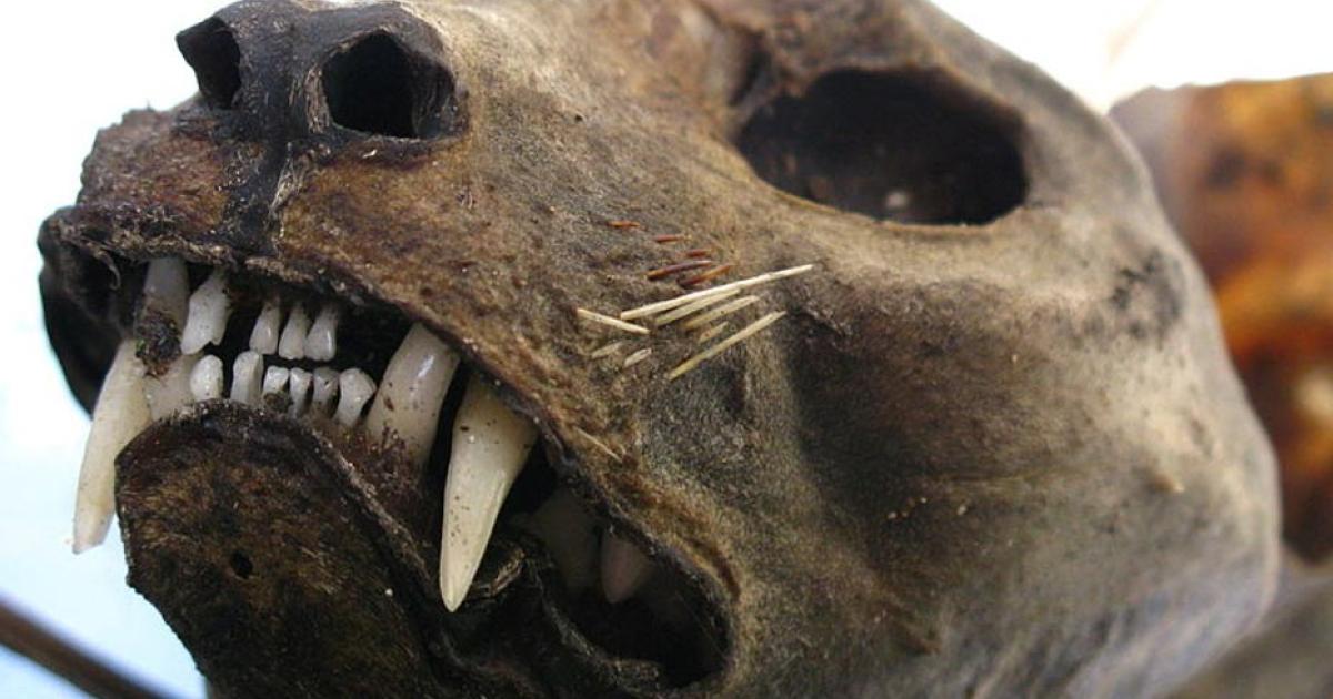 The head of a mummified cat 