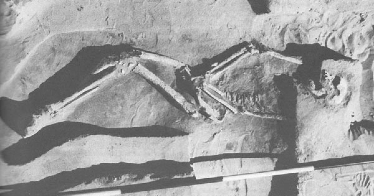 Homo Sapiens Sapiens