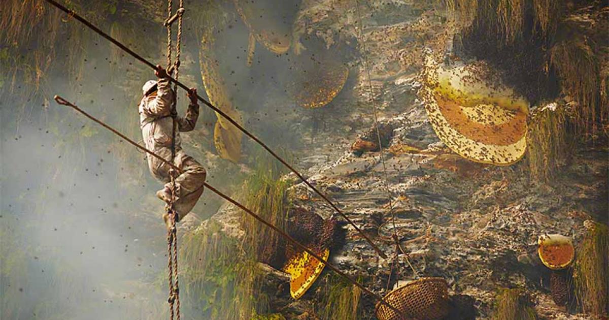 A honey collecting honey hunter in Nepal. Source: Andrew Newey